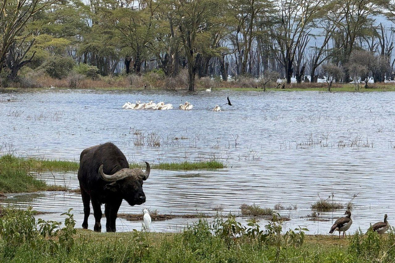 Nairobi: Lake Nakuru National Park and Lake Naivasha Tour