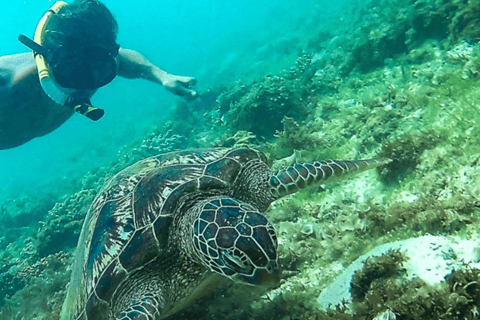 Port Barton : Circuit dans les îles vers Turtle Spot &amp; Reef avec déjeuner