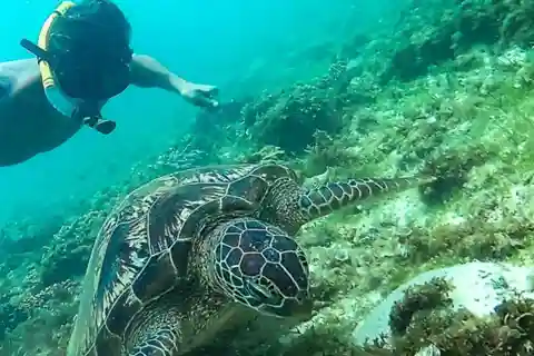 Port Barton: Island Hopping to Turtle Spot & Reef with Lunch