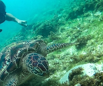Porto Barton: Excursão pelas ilhas até ao Turtle Spot & Reef com almoço