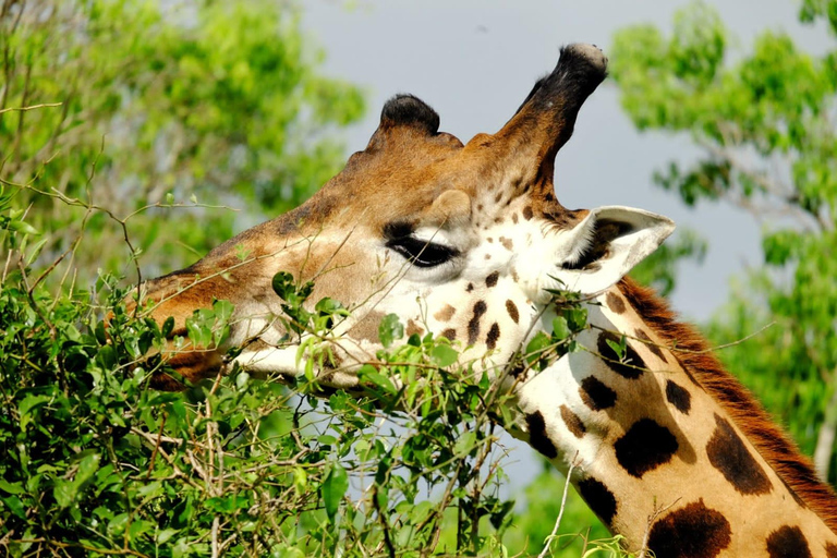 2 jours de safari dans le parc national des chutes Murchison, faune et flore d&#039;Ouganda