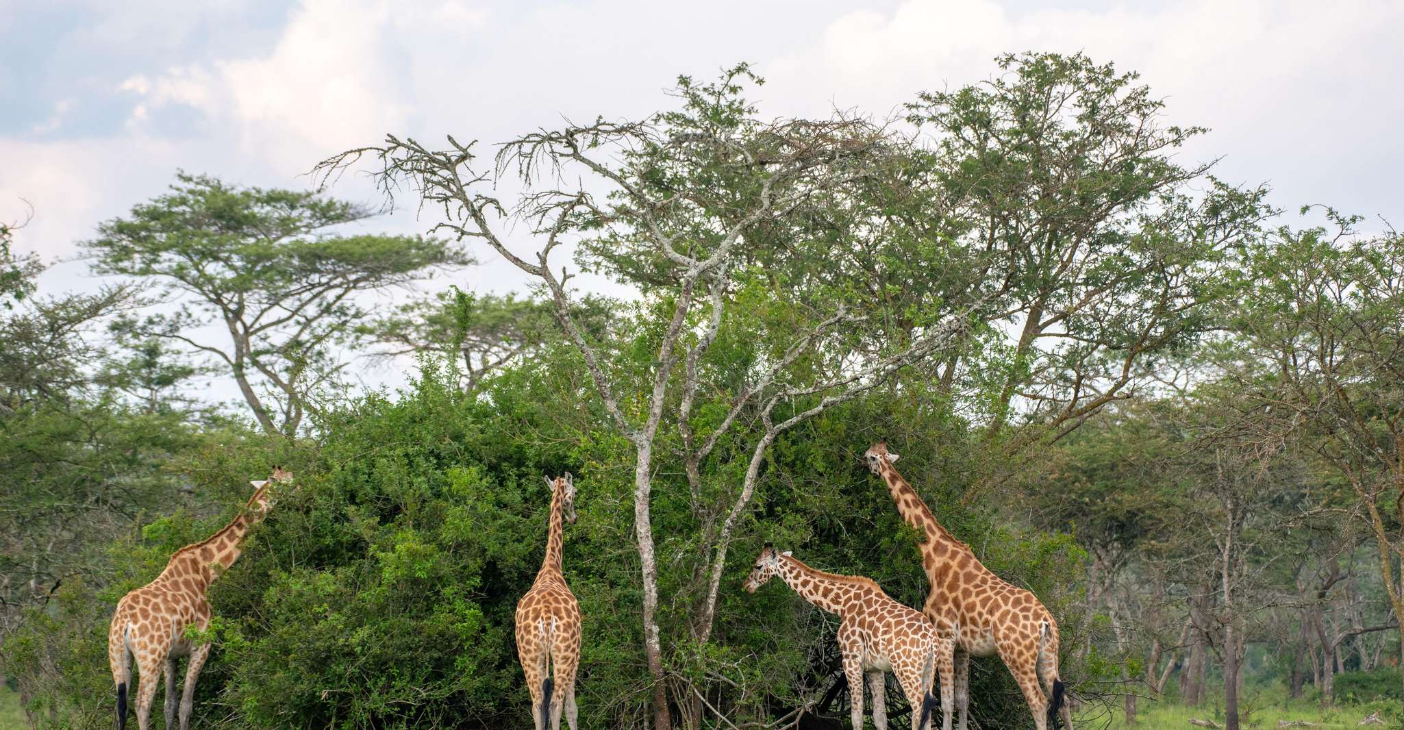 8 Day Big 5 Trip To Murchison Falls And Gorilla Trekking - Housity