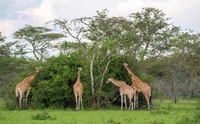 Viaje de 8 días Big 5 a Murchison Falls y Gorilla Trekking - Housity