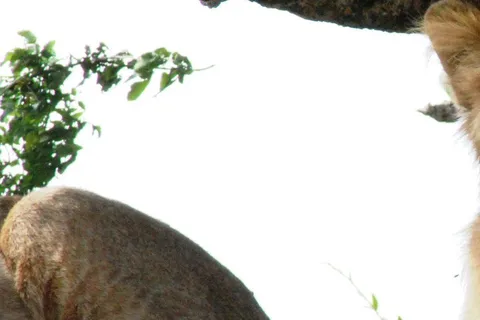 Tarangire National Park: Private Day Trip with Game Drives