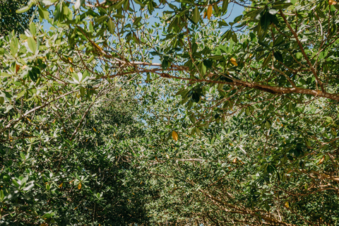 Guadeloupe: Magical half-day boat trip: mangrove, islet, snorkeling. Guadeloupe: Magical 1/2-day boat trip: mangrove, islet, snorkeling.