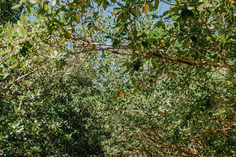 Guadeloupe: Magical half-day boat trip: mangrove, islet, snorkeling. Guadeloupe: Magical 1/2-day boat trip: mangrove, islet, snorkeling.