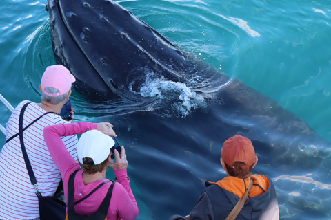 Hervey Bay: Half-Day Whale Watching Cruise Hervey Bay: Half Day Exciting Whale Watching Adventure