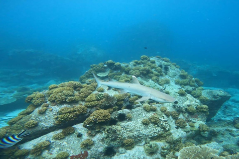 Schnorcheln im St-Pierre Marine Park und an der Anse Petite Cour