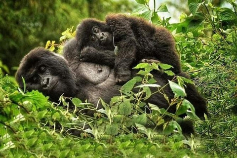 3 Day Rwanda Gorilla and Golden Monkey Trekking Tour