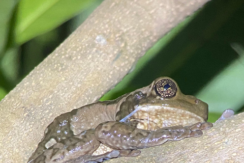 Manuel Antonio: Night tour with a naturalist guide. Night tour with a naturalist guide (transportation included)