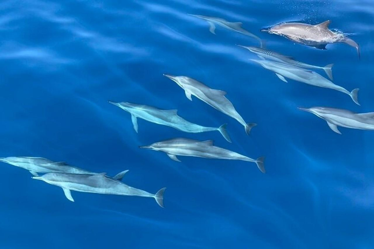 Mirissa: Whale & Dolphin Watching with Pickup & Breakfast Include Entry Ticket