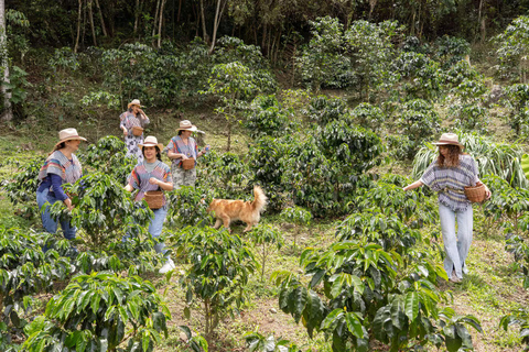 Medellin: La Casa Grande Coffee Hacienda - Coffee Experience