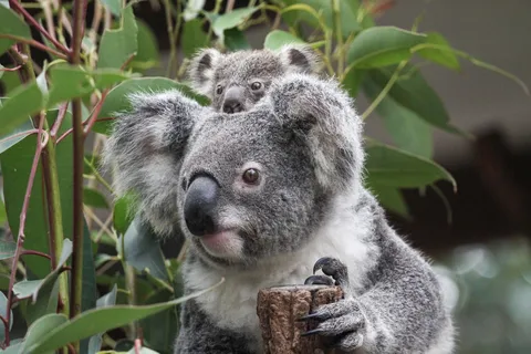 Brisbane: Lone Pine Koala Sanctuary Tagespass