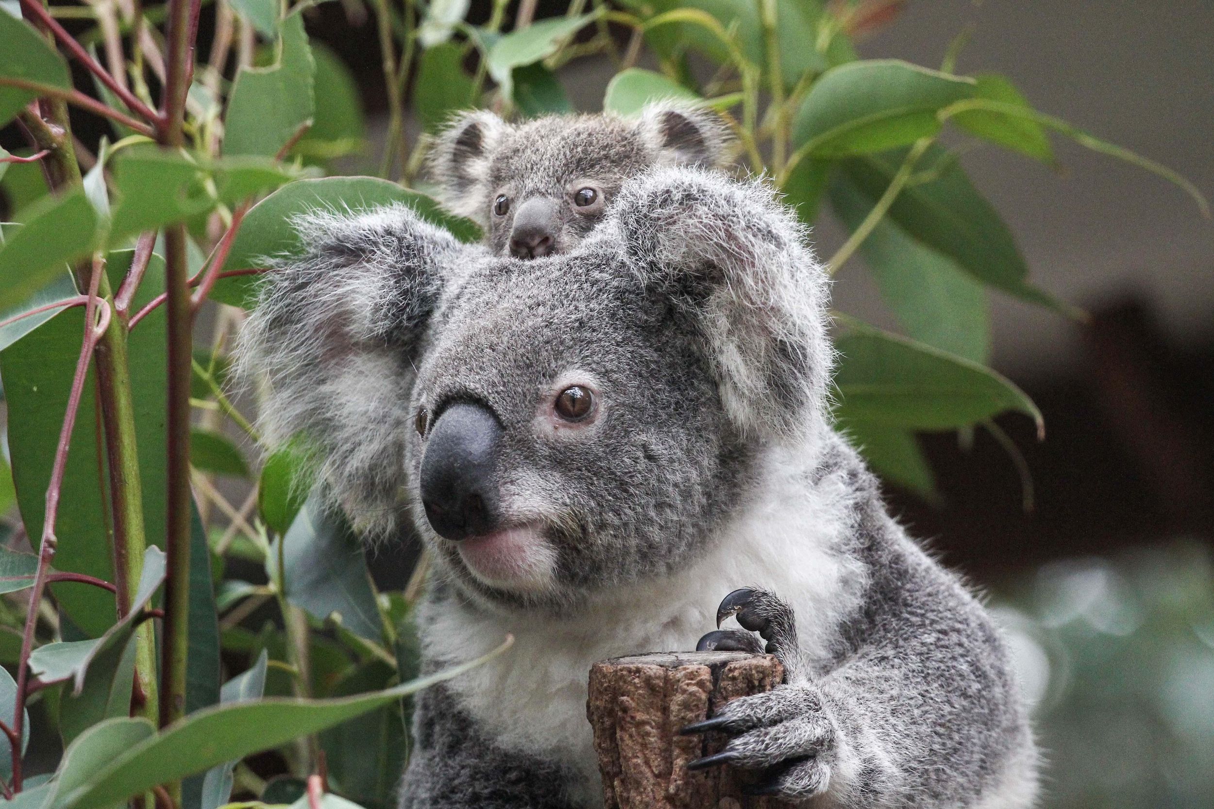 Brisbane: Lone Pine Koala Sanctuary Tagespass