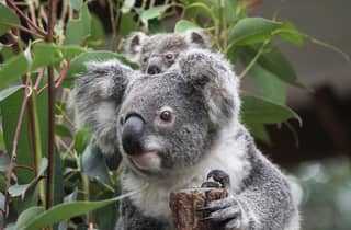 Brisbane: Lone Pine Koala Sanctuary Tagespass