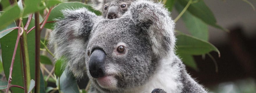 Brisbane: Pass giornaliero per il santuario dei koala di Lone Pine