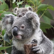 Brisbane: Lone Pine Koala Sanctuary Day Pass
