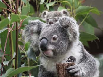 Brisbane: Lone Pine Koala Sanctuary Day Pass