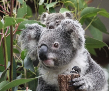 Brisbane: Lone Pine Koala Sanctuary Day Pass