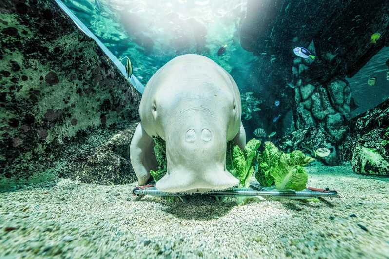 SEA LIFE Sydney Aquarium | GetYourGuide