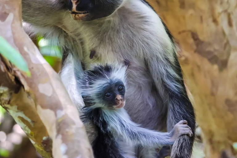 Zanzibar: Jozani Park Tour With Red Colobus Monkeys Stone Town Pickup + Entry Fees