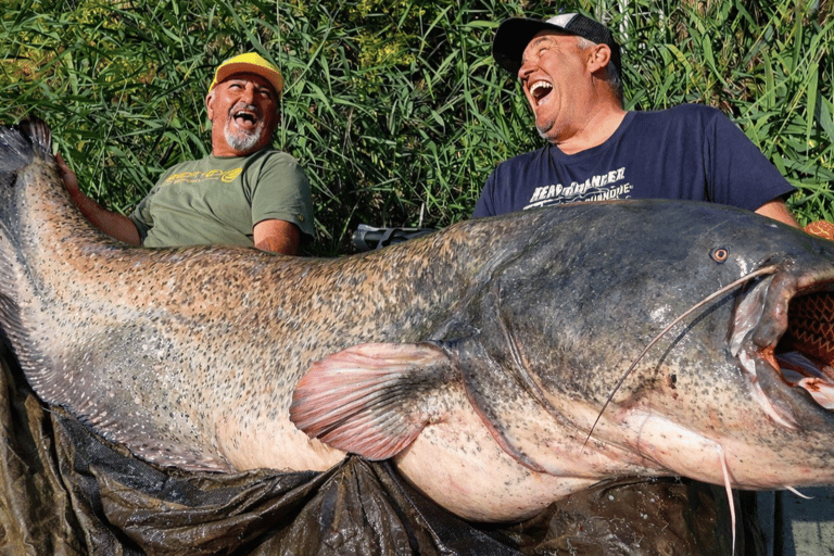Catfish fishing in the Camargue and a boat tour of the Pont d'Avignon