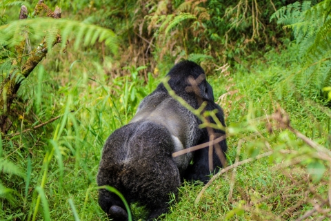 10-daags bezoek aan Oeganda en primatensafari