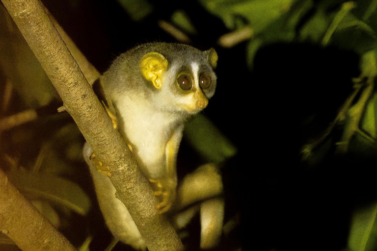 Sigiriya: Slender loris, Nocturnal Wildlife Tour