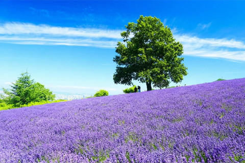 Summer Hokkaido: Furano lavender, Blue Pond,Shikisai-no-Oka 7:50 am meet at Odori Park subway station exit 31