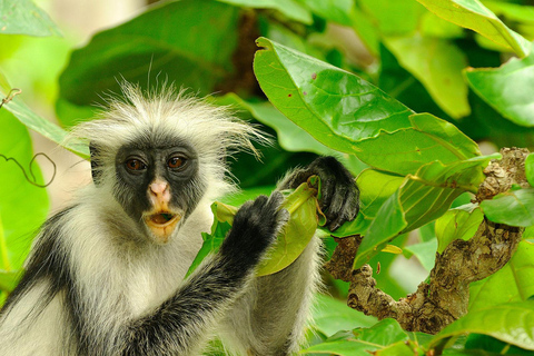 Zanzibar: Jozani Forest och Rock Restaurant TourZanzibar: Jozani-skogen och Rock Restaurant-tur