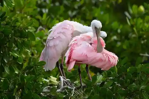 Mérida : Excursion d'une journée à la plage de Celestun et à bord d'un bateau de pêche à la mangrove
