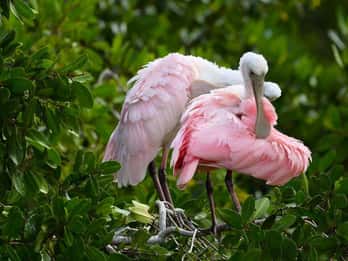 Mérida: Excursión de un día a la playa de Celestún y paseo en barco por los manglares