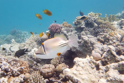 Cairo: Ain Sokhna Snorkeling cruise & optional transfer Cairo: Premium Yacht Cruise with private pickup from Cairo