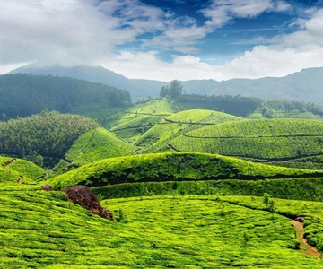 Cameron Highlands privat dagsudflugt