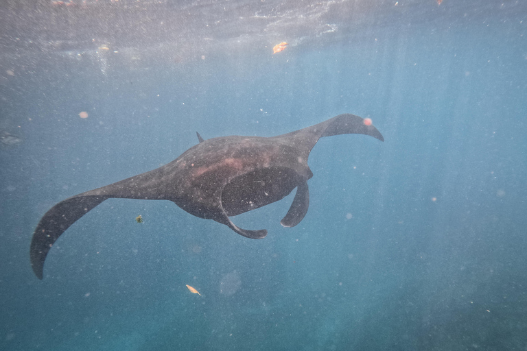 从巴厘岛出发：努沙佩尼达魔鬼鱼浮潜私人乘船观光共享游船之旅（含午餐，巴厘岛酒店接送服务）