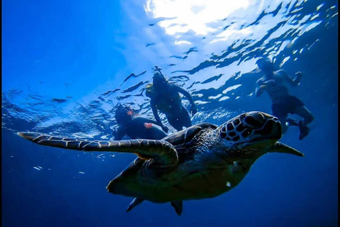 Gili Islands: Snorkeling Tour with Turtles and Statues