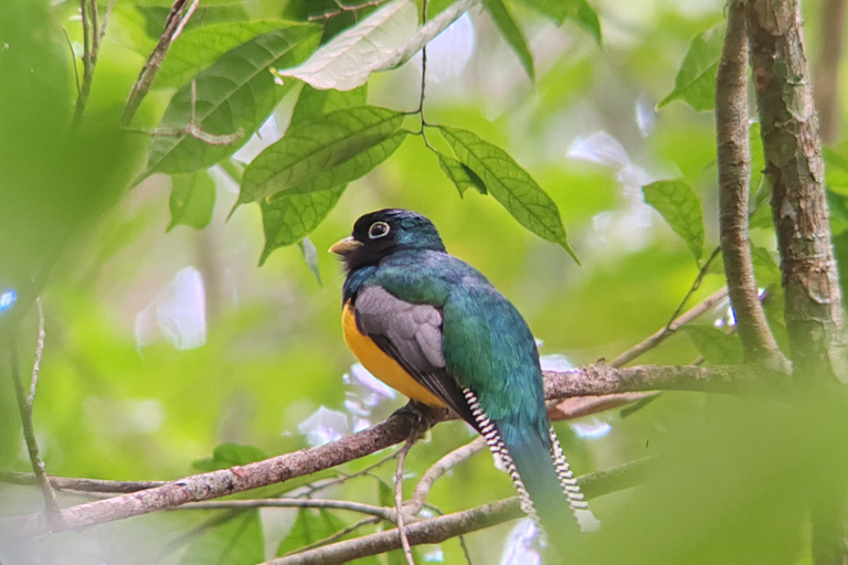 Manuel Antonio National Park Tour.