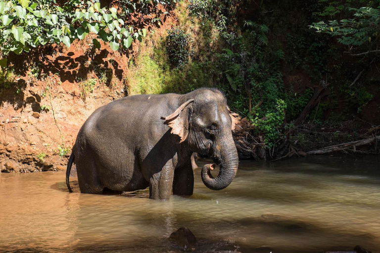 Cambodia Elephant Sanctuary, Pickup and drop off included