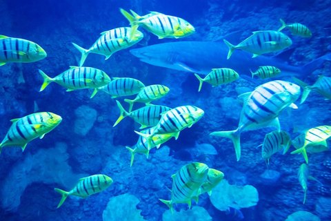 Abu Dhabi: The National Aquarium Entry Ticket