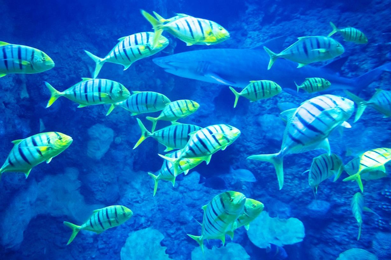 Abu Dhabi: The National Aquarium Entry Ticket
