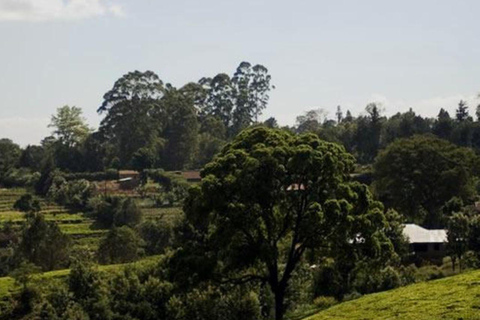 Tea Farm From Nairobi (Kiambethu)