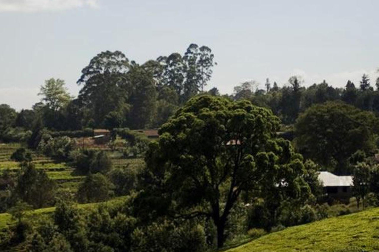 Ferme de thé depuis Nairobi (Kiambethu)