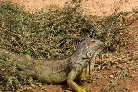 Agadir: Spotting goats in the Argan trees and visit to Crocoparc