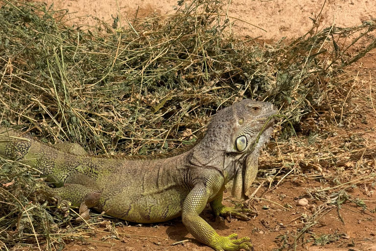 Agadir: Spotting goats in the Argan trees and visit to Crocoparc