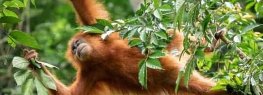 Depuis Medan : vue magnifique et trek dans la jungle à Sumatra