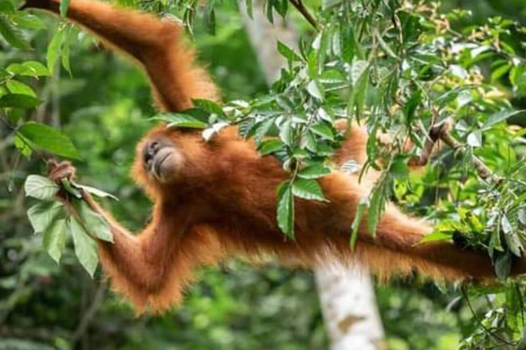 Sumatra: 3-Day Unique Jungle Experience & Exploring Wildlife