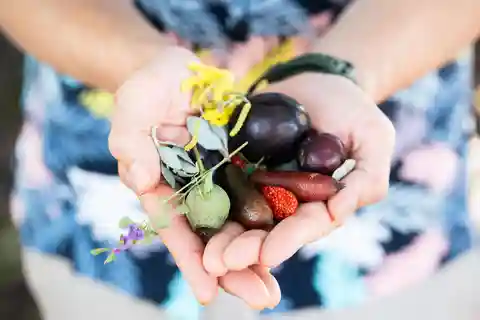 Bush Tucker & Foraging Tour – Sydney Botanical Gardens