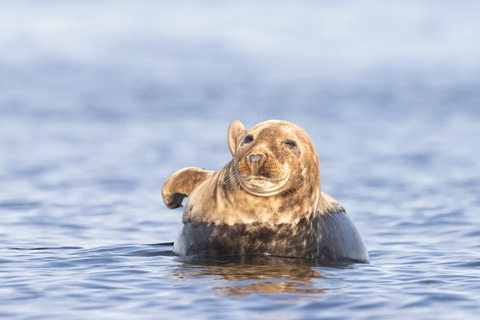 Estonia: Malusi Islands Seal-Watching Boat Trip