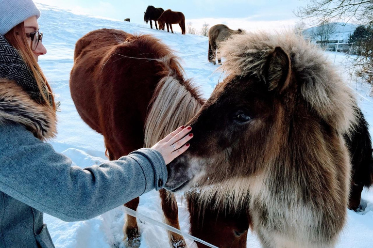 Reykjavik: Icelandic Horse Ride in Lava Fields – All Levels