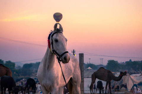 Agadir: Excursión a caballo por la playa y el rancho